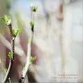 Beside the Russet Tree