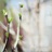 Beside the Russet Tree