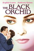 The Black Orchid