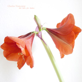 Flipflops Der Schande song art