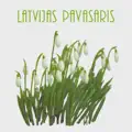 LAUKU GURKIS RIGAS TIRGU