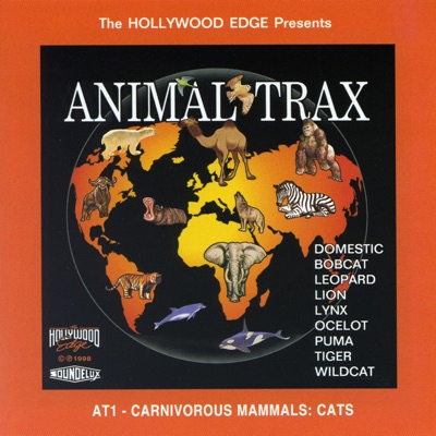 The Hollywood Edge Sound Effects Library - Lion Growl. Massive Growls With Throated Inhales. Close Perspective.