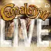 camaleonti