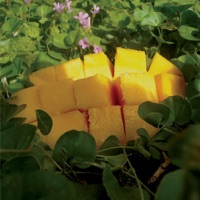 Pond - Psychedelic Mango Vision