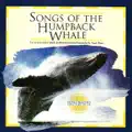 Solo Whale