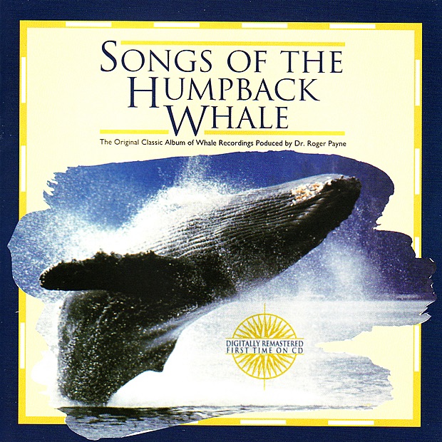 Solo Whale