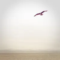 The Heart Has Reasons