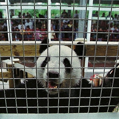 Propaganda and the Great Misfortune