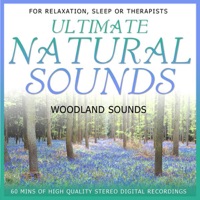 Woodland Sounds - Niall