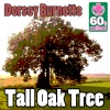 Tall Oak Tree