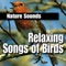 Impressive Flock of American Flamingos - Nature Sounds lyrics