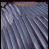 Songbird