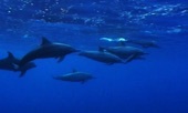 Video artwork for Dolphins of Bali 2007 by Jornada del Sol