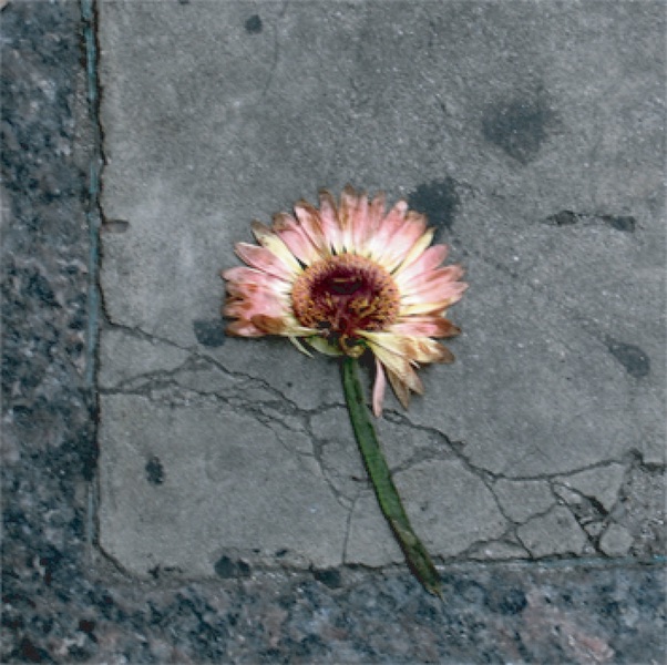 Обложка альбома «The Euphoria of Disobedience» — O Yuki Conjugate