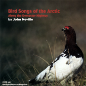 Arctic Tern