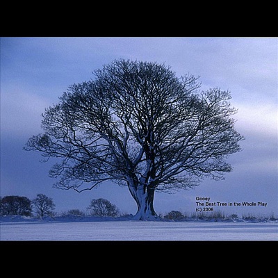 The Best Tree In the Whole Play