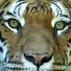 The Eye of the Tiger - Instrumental - DJ Fisher