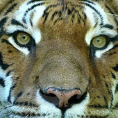 Cover art for The Eye of the Tiger - Instrumental by DJ Fisher