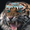 Eye of the Tiger (Sunset Crew Radio) artwork