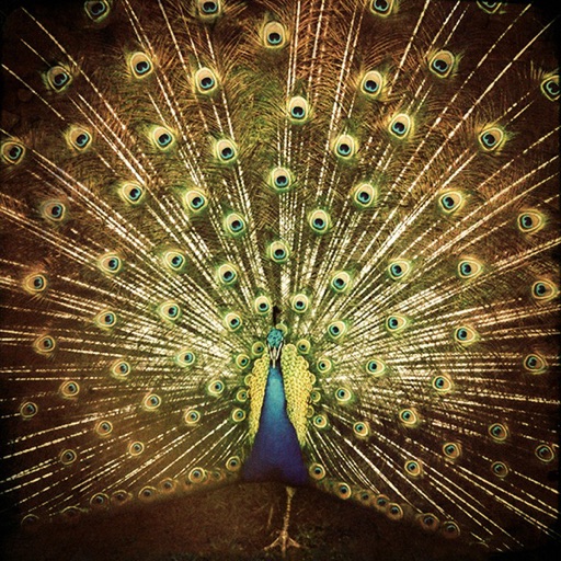 Album artwork