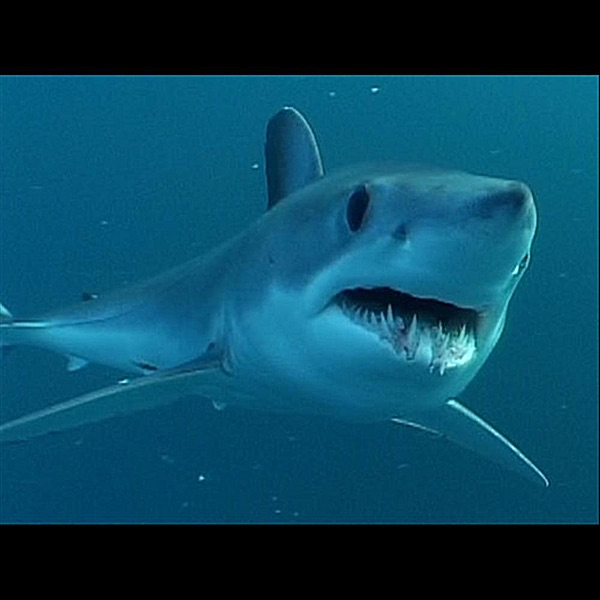 Perception of a Shark - Single