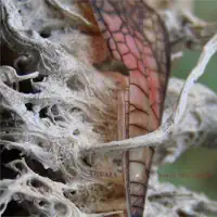 Nightly Running Clouds — Aglaia