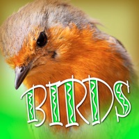 Birds - Sound Effects Library