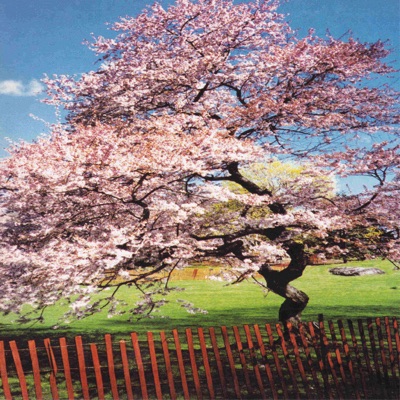 A Reminiscent Drive - Life Is Beautiful