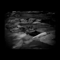 Kidney Bingos — Trembling Blue Stars