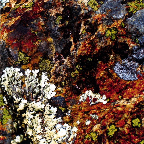 Unicellular