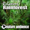 Relaxing Rainforest (Nature Sounds) - Single