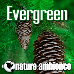 Evergreen (Music With Nature Sounds)
