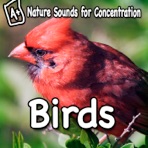 Nature Sounds for Concentration - Birds - Single