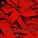 A Cappella Christmas album art