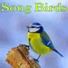 Nature Sounds - Serene Early Morning Country Meadow With Bird Song