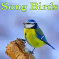 Nature Sounds