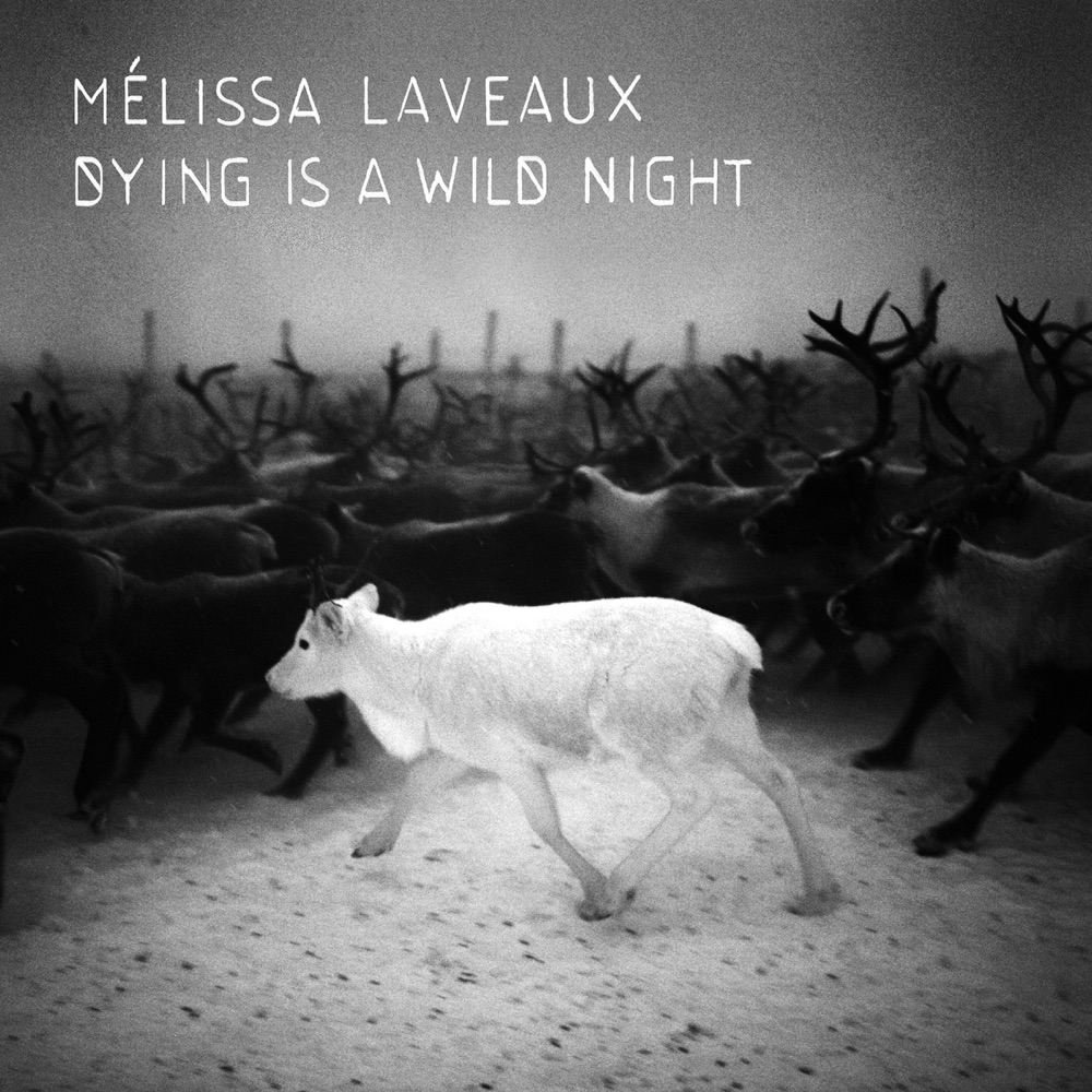Dying Is a Wild Night by Mélissa Laveaux album cover
