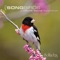 Song Sparrow and Baltimore Oriole - Dan Gibson's Solitudes lyrics