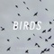 Birds - Bobby Nourmand lyrics
