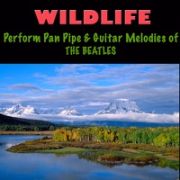 Pan Pipe & Guitar Melodies of The Beatles - Wildlife