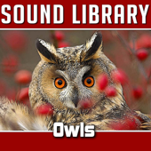 Owls