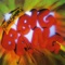 Bird Droppings - The Russ Spiegel Big Band lyrics