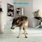 Evil! - Grinderman lyrics