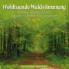 Kings of Nature - Auf Regen folgt Sonnenschein, Pt. 1