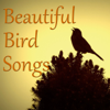 Beautiful Bird Songs - Wildlife