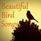 Pheasant - Wildlife lyrics