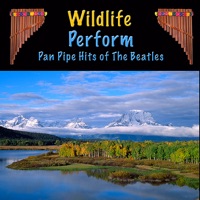 Pan Pipe Hits of The Beatles - Wildlife