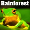 Rainforest - Sounds of Nature