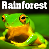 Rainforest - Sounds of Nature