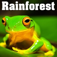 Rainforest - Sounds of Nature - Nature Sounds